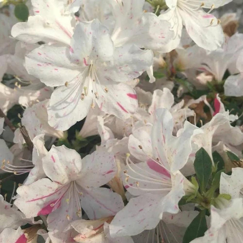 AZALEA Encore Autumn Starlite #3