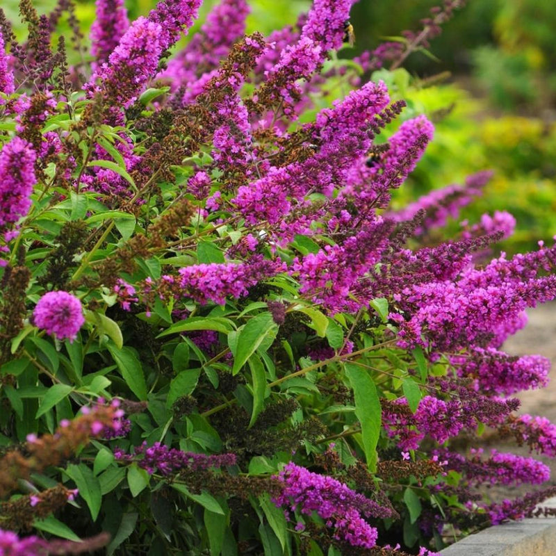 BUTTERFLY BUSH Flutterby Tutti Fruitti Pink  #3