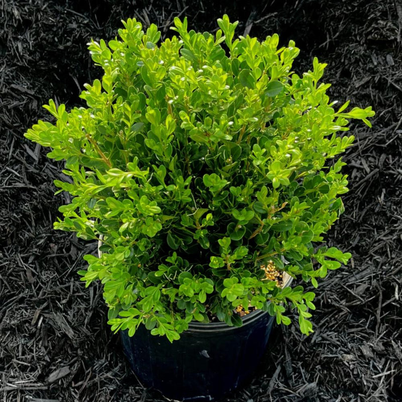 BOXWOOD Wintergreen #7