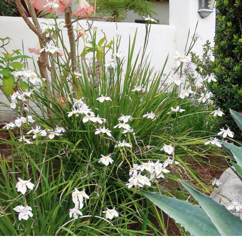 IRIS African Butterfly #1