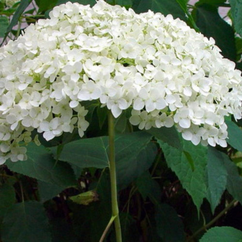 HYDRANGEA Annabelle #3