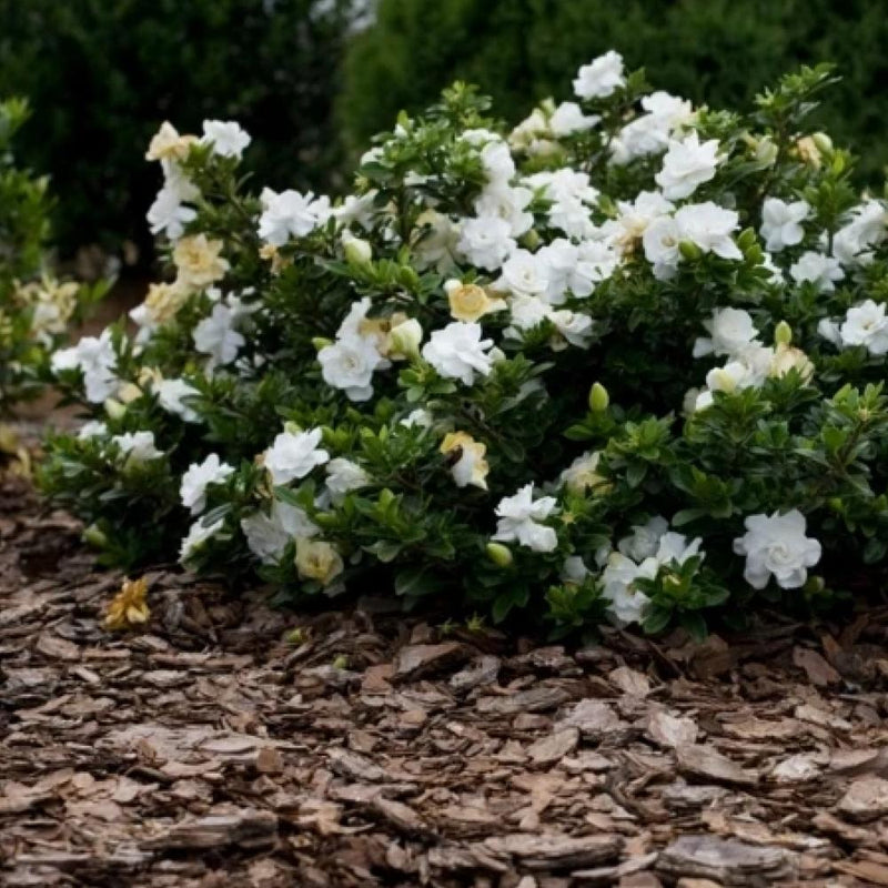 GARDENIA August Beauty #3
