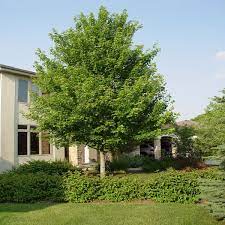 Acer f Autumn Blaze Red Maple 2 in