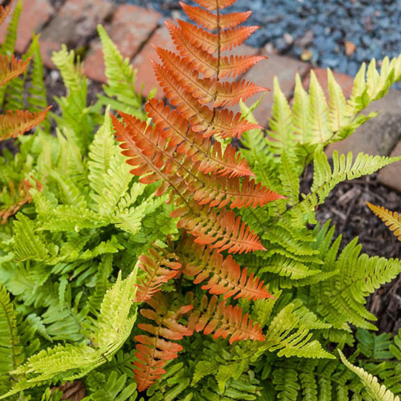 FERN-DRYOPTERIS Brilliance Autumn #1