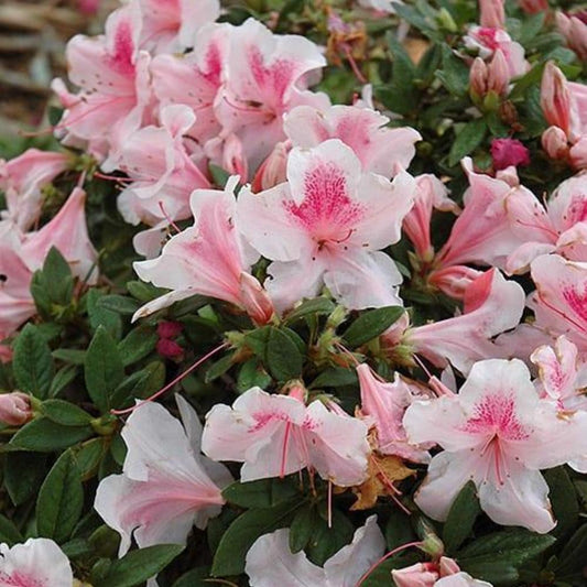 AZALEA Encore Autumn Chiffon #3