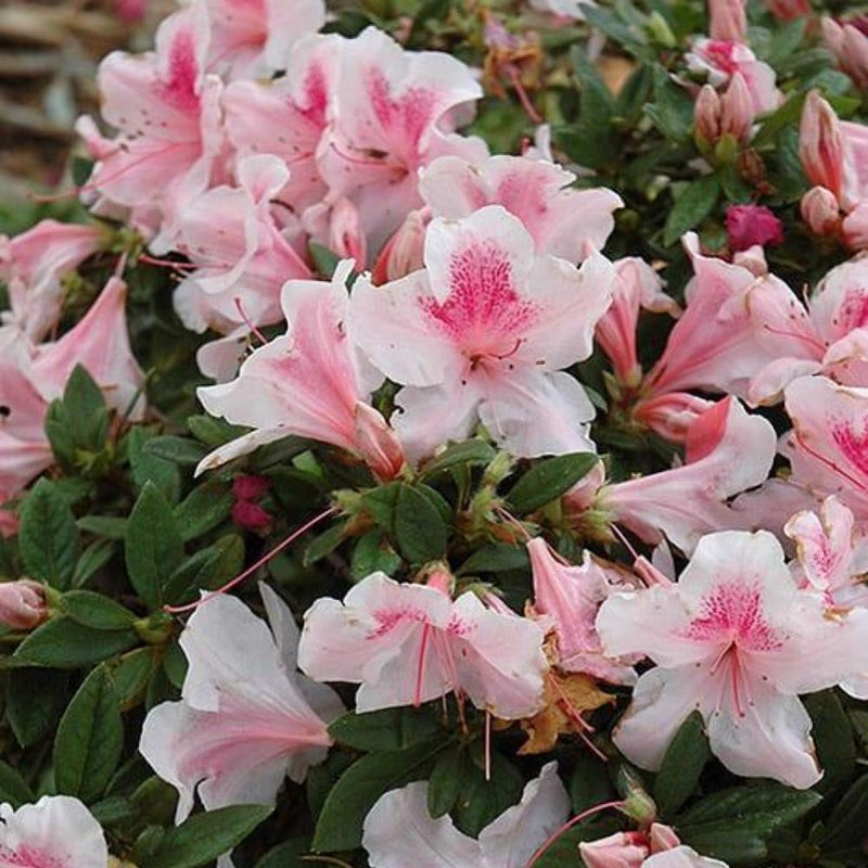 AZALEA Encore Autumn Chiffon #3