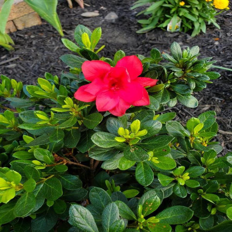 AZALEA Encore Autumn Bonfire #3