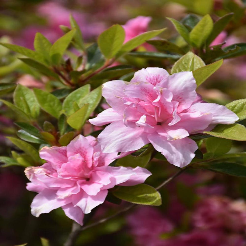 AZALEA Encore Autumn Carnation #3