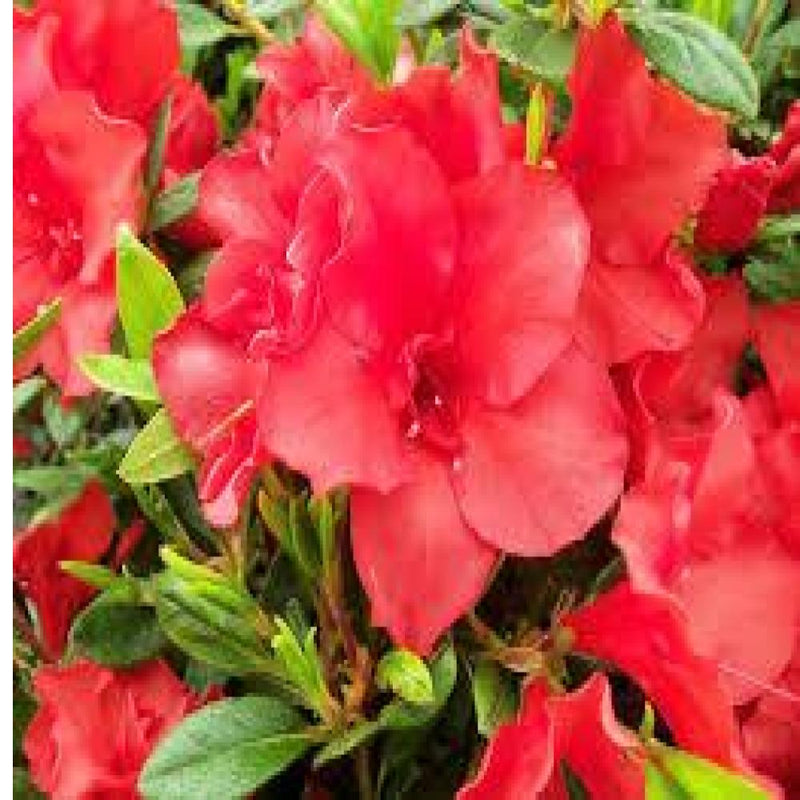 AZALEA Encore Autumn Embers #3