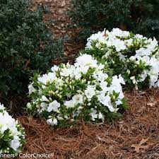 AZALEA Gumpo White #3