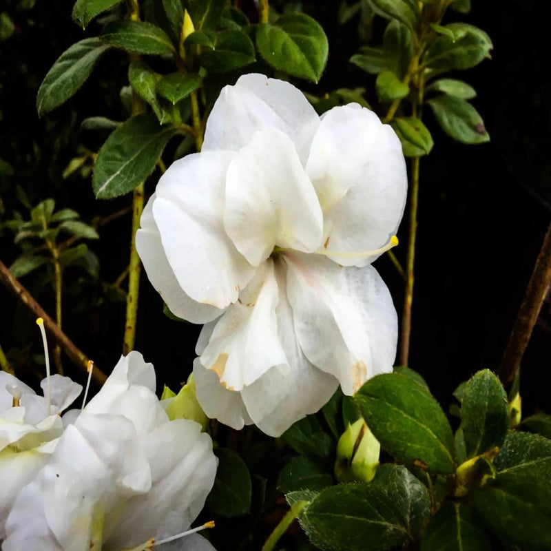 AZALEA Encore Autumn Moonlight #1