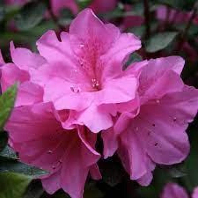 Azala Pink Ruffles AZALEA Pink Ruffle #3 — Master Landscape Supply