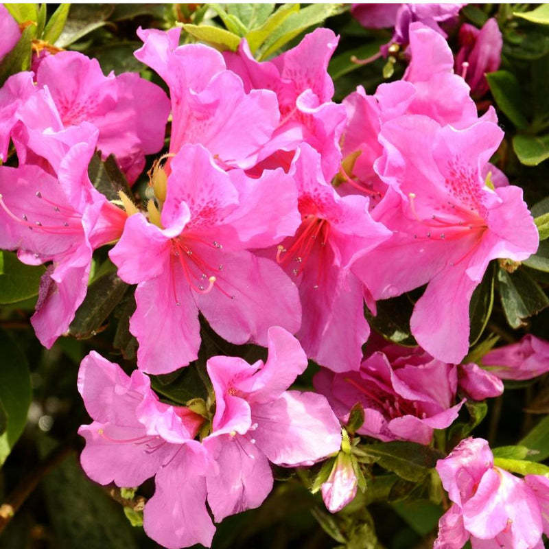 AZALEA Pride Of Mobile #3