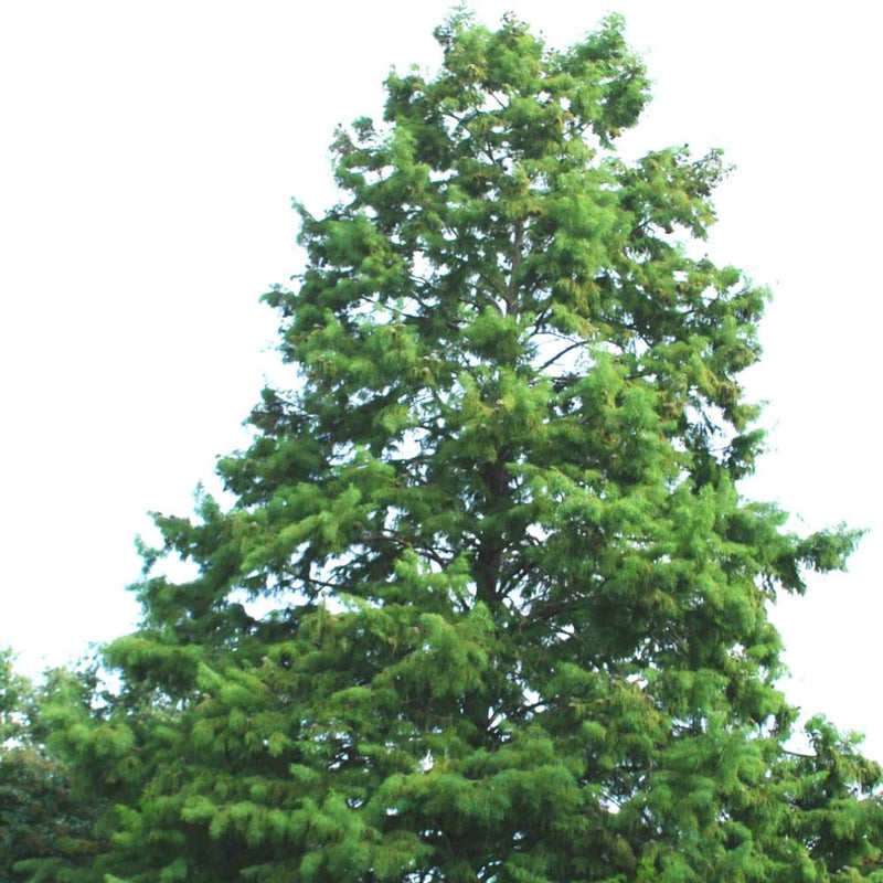 TAXODIUM Bald Cypress #15