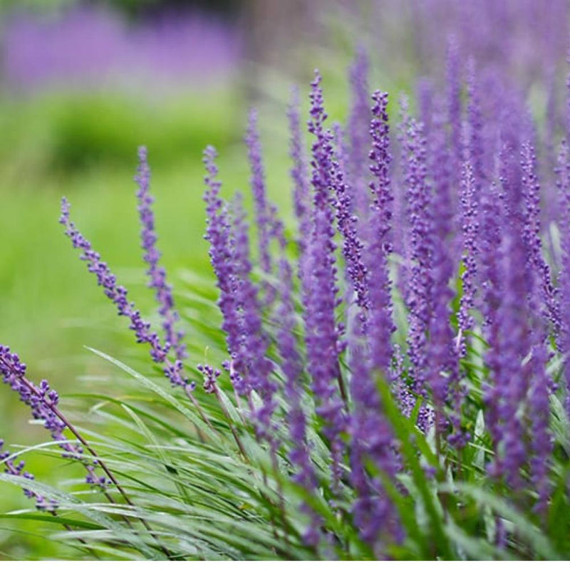 Big Blue Liriope Pint (18 Flat)