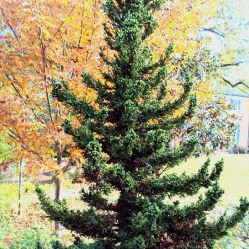 CRYPTOMERIA Black Dragon #3