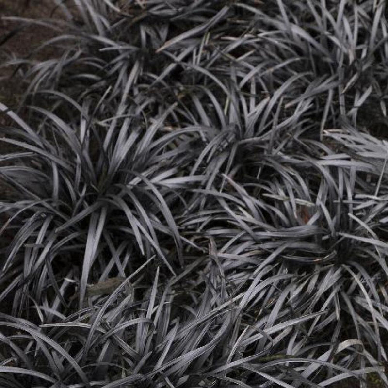 OPHIOPOGON Black Mondo Grass #1