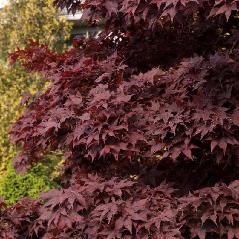 JAPANESE MAPLE Bloodgood #15