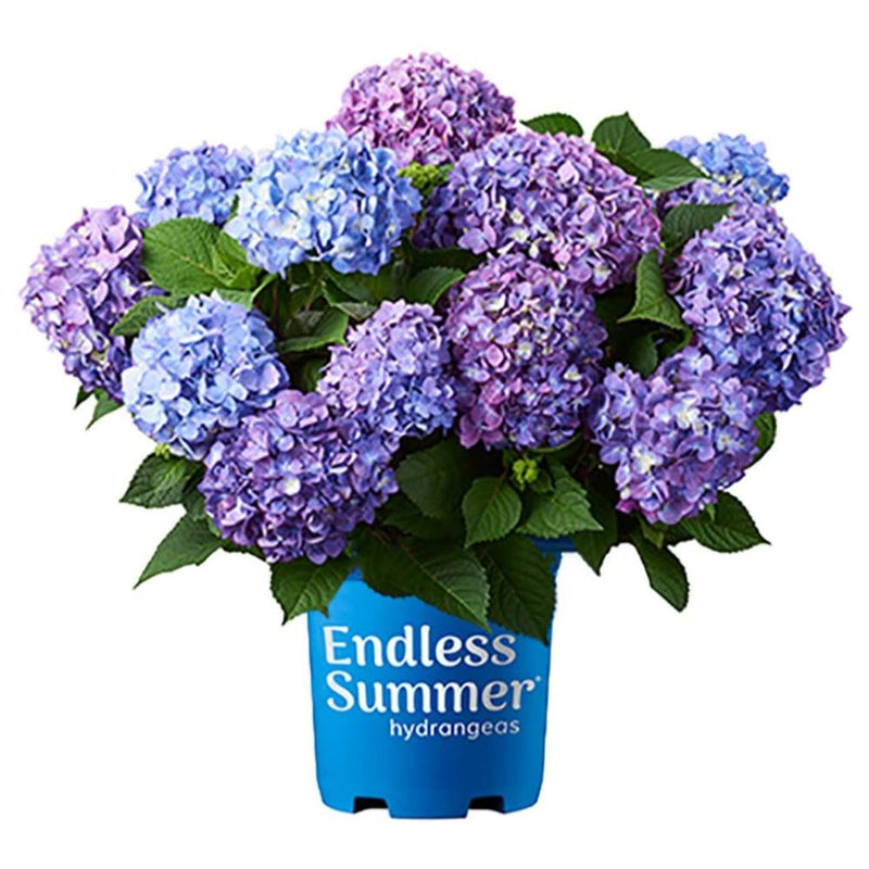 HYDRANGEA BloomStruck #3