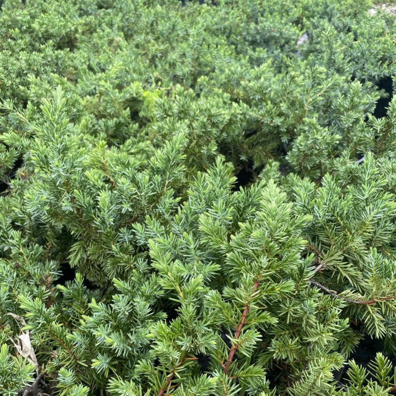 JUNIPER Blue Pacific #1