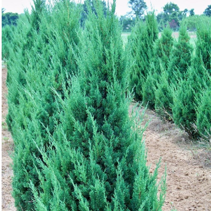 JUNIPER Blue Point #3