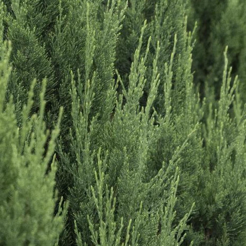 JUNIPER Blue Point #7