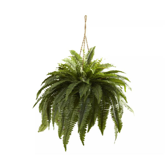 Hanging Basket 10" Boston Fern