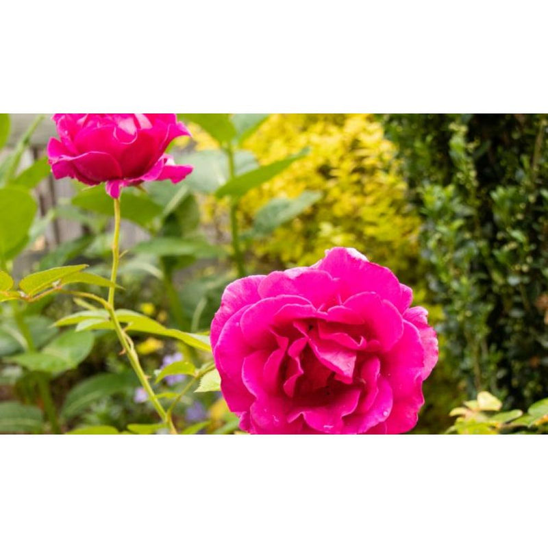 ROSE Brindabella™ Purple Prince #3