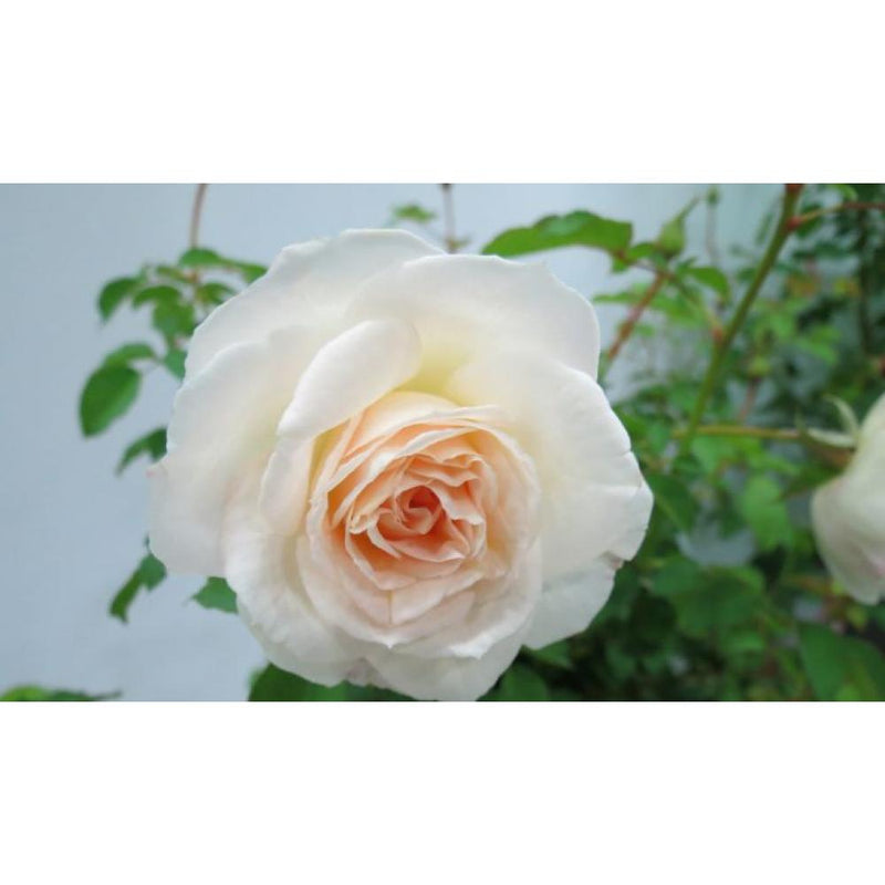 ROSE Brindabella™ Touch of Pink #3