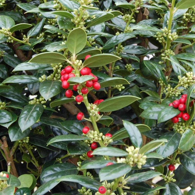 HOLLY Dwarf Burfordi #3