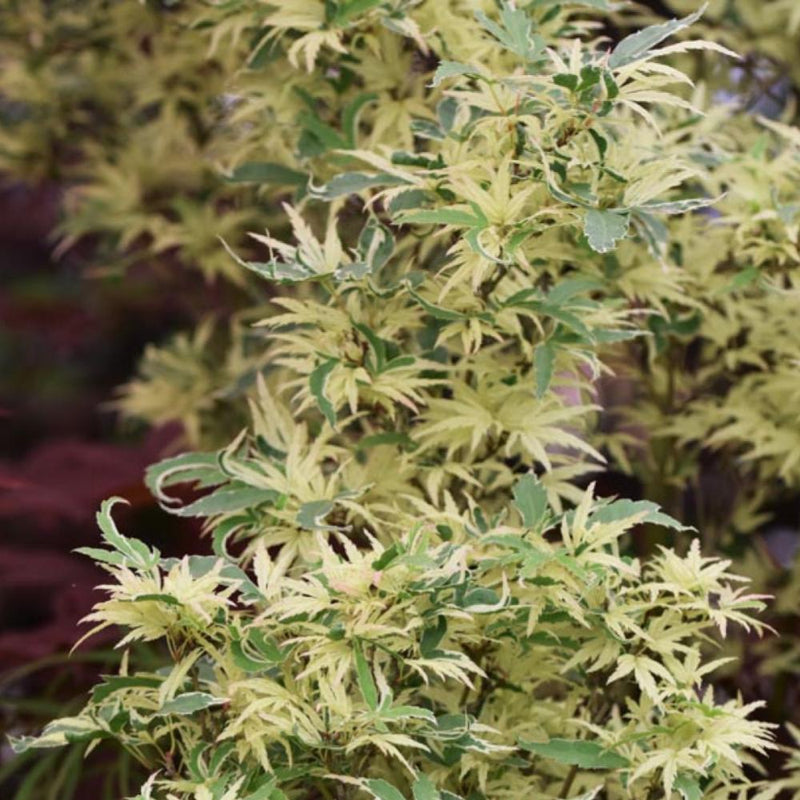 JAPANESE MAPLE Butterfly #7