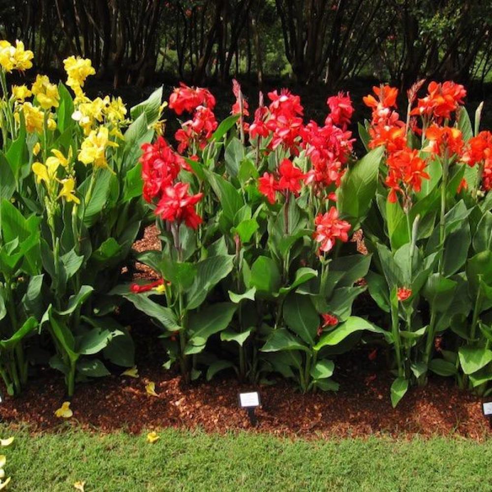 CANNA Lily Cannova #1 — Master Landscape Supply
