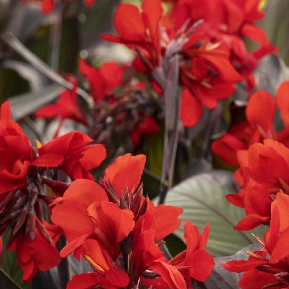 Cannova Bronze Scarlet Canna Lily #3 — Master Landscape Supply