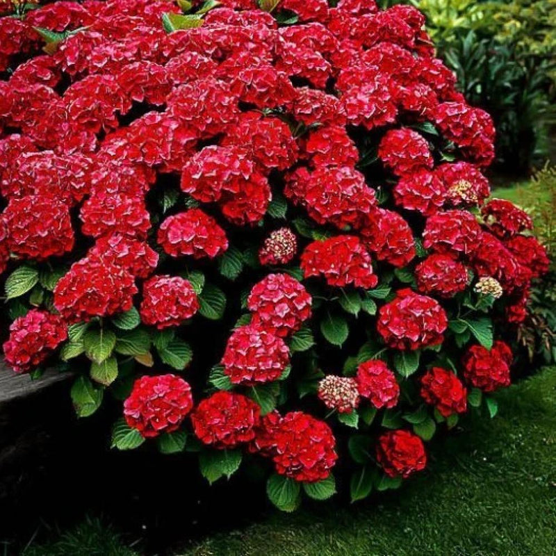 HYDRANGEA Cardinal Light Red #3