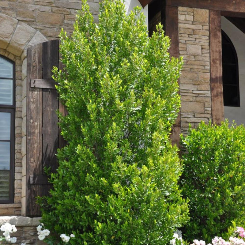PRUNUS Compact Cherry Laurel #7