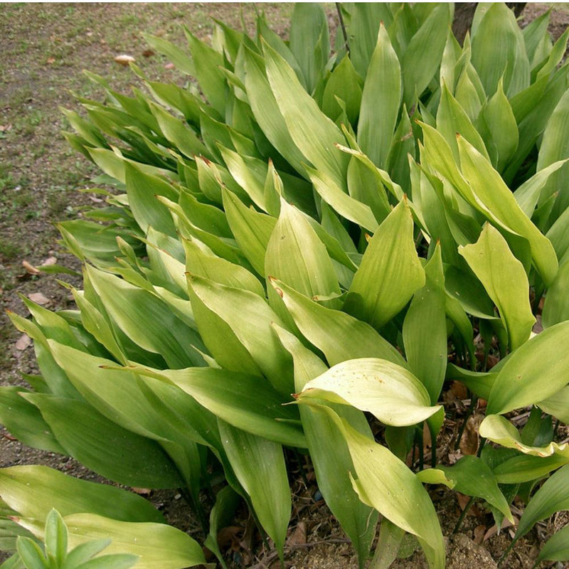 ASPIDISTRA Cast Iron Plant #3