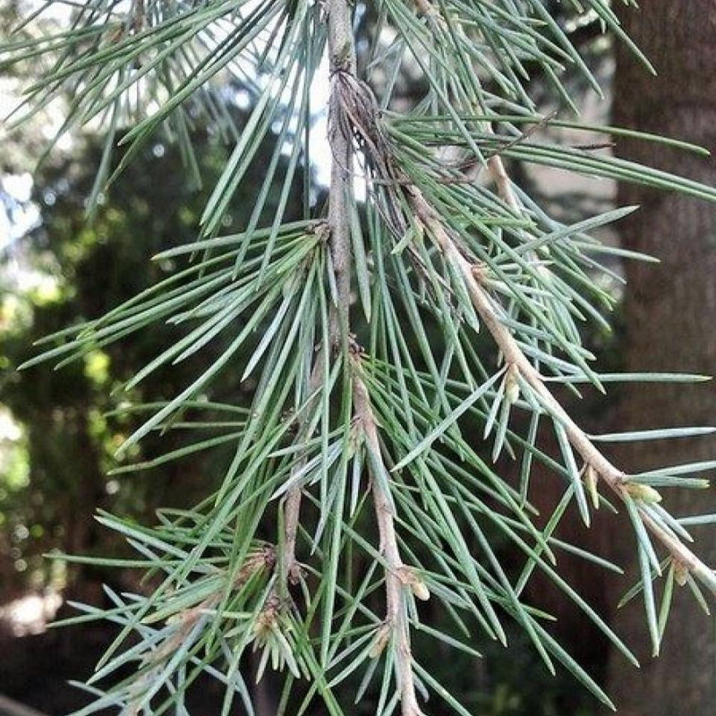 Cedrus deodara #5