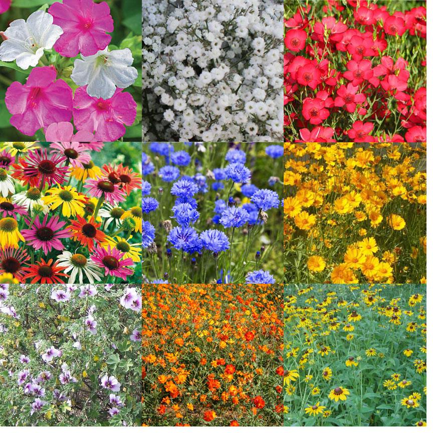 pennington seed wildflower mix Pennington Wildflower CGIG Seed Mix 10 lb