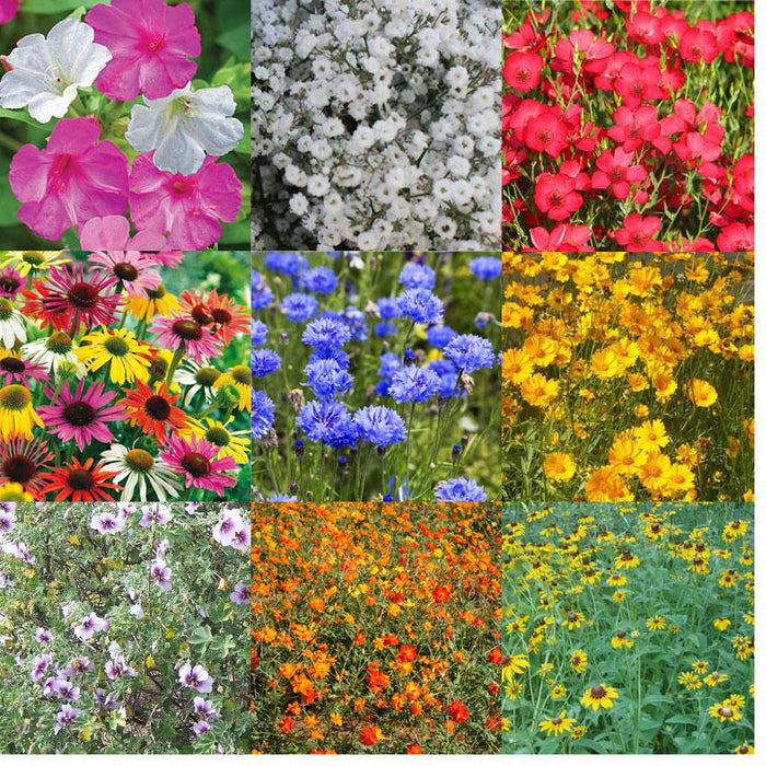 Pennington Wildflower CGIG Seed Mix 10 lb — Master Landscape Supply