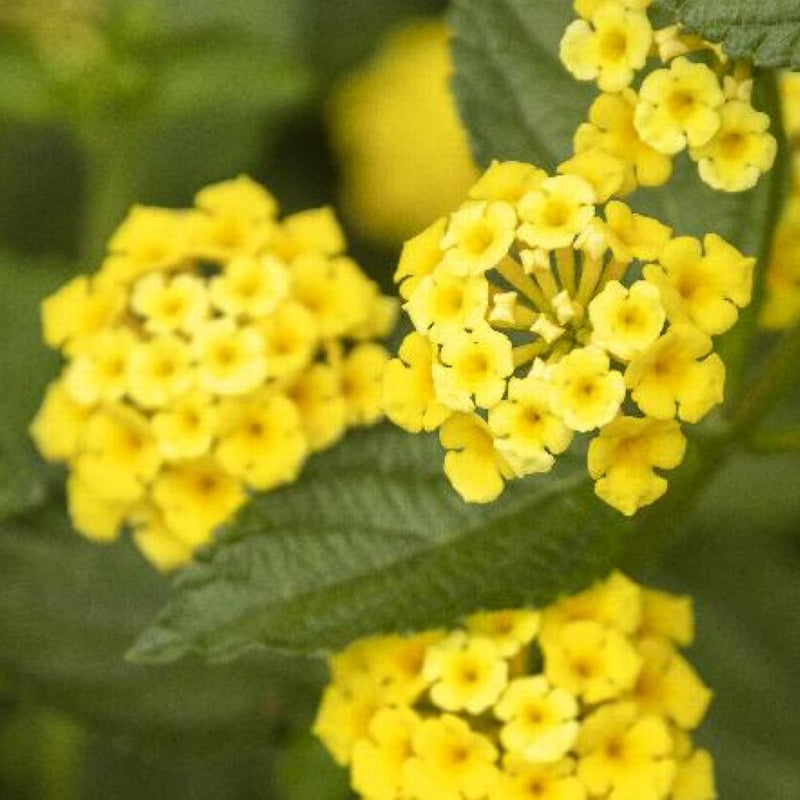 LANTANA Chapel Hill #1