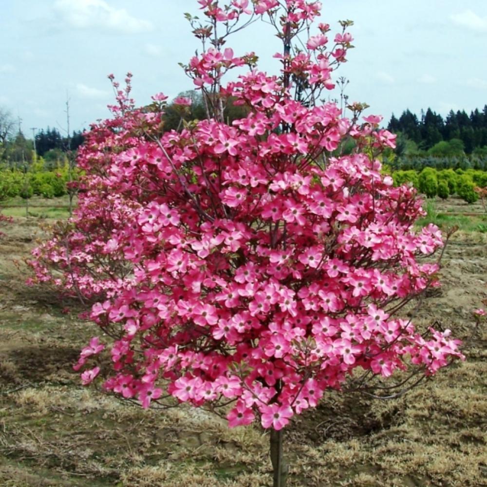 Cherokee Brave Dogwood #5 Pink-Red Blooms — Master Landscape Supply