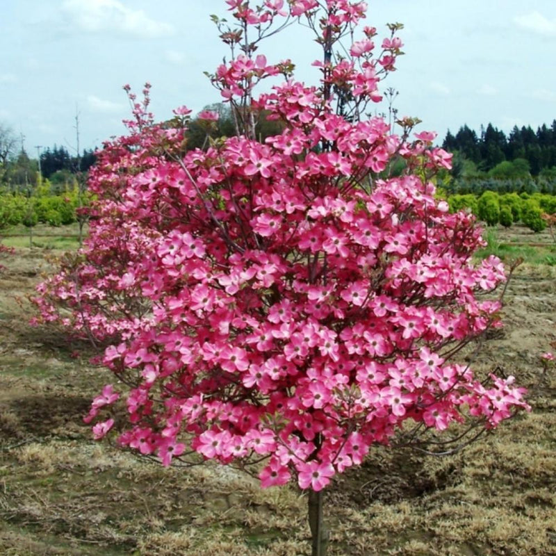 Cherokee Brave Dogwood #5 Pink-Red Blooms