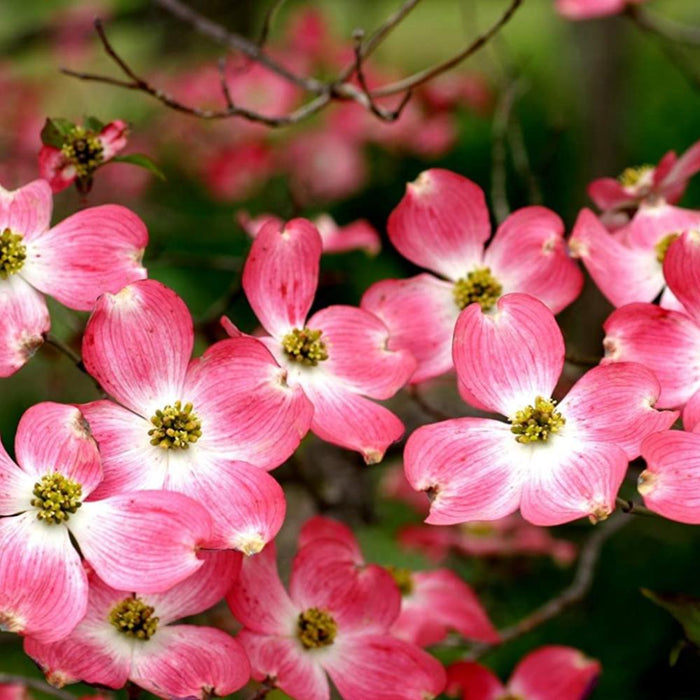 Cherokee Brave Dogwood #5 Pink-Red Blooms