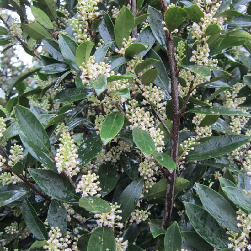 PRUNUS Bright 'N Tight Cherry Laurel #5