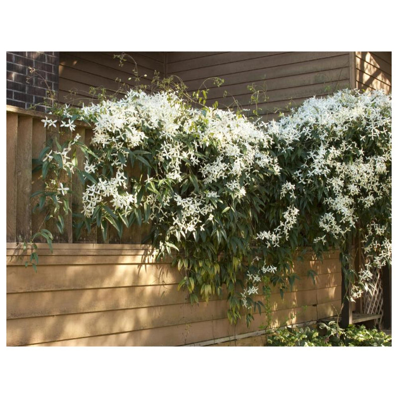 CLEMATIS armandii #5