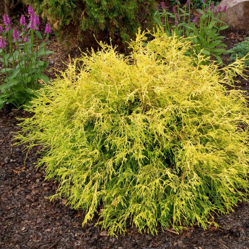 CHAMAECYPARIS Golden Mop #3