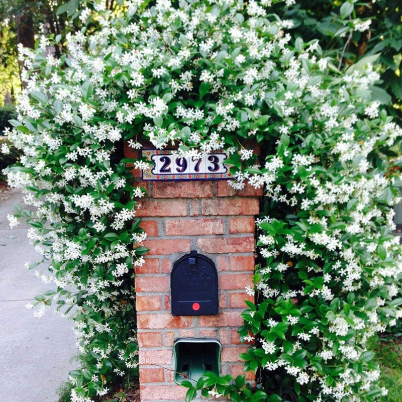 TRACHELOSPERMUM Confederate Jasmine (tripod) #3