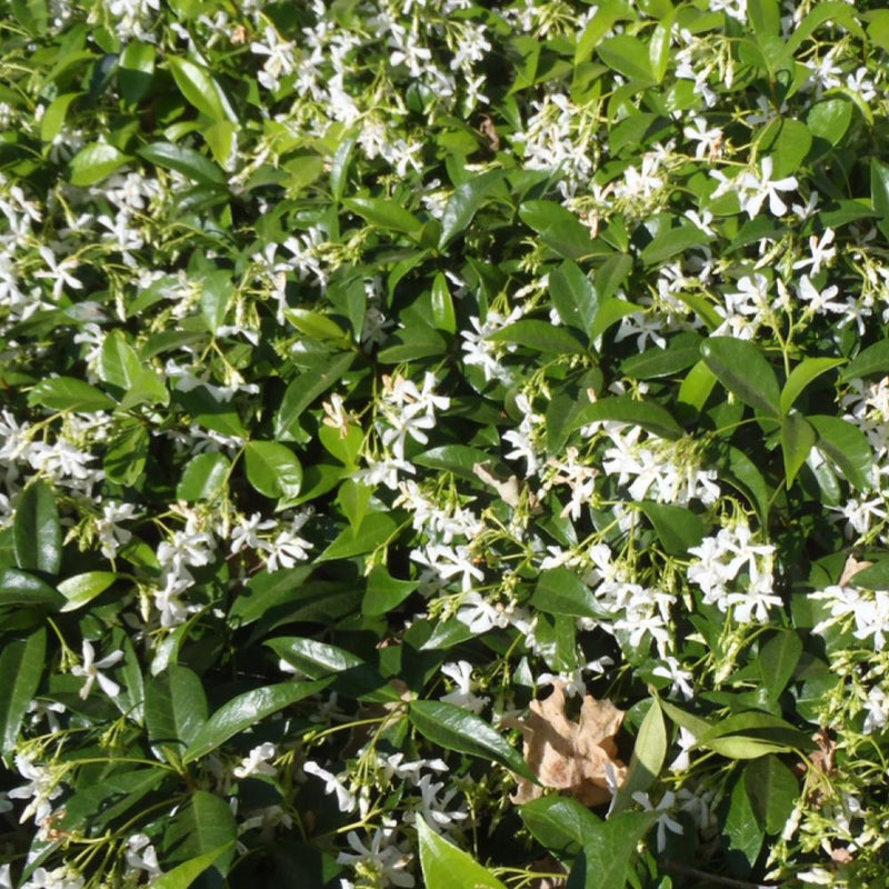 TRACHELOSPERMUM Confederate Jasmine #1