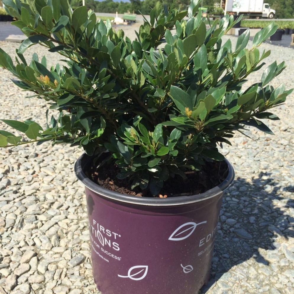 Distylium Coppertone Fe 3 — Master Landscape Supply 