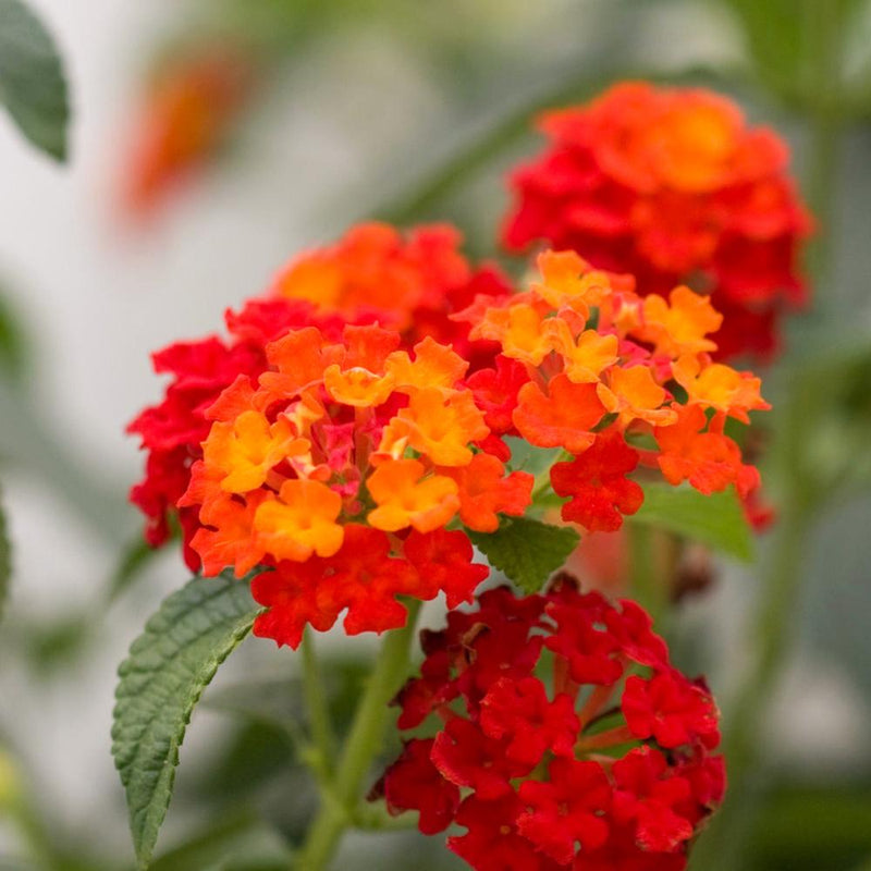 LANTANA Dallas Red #1